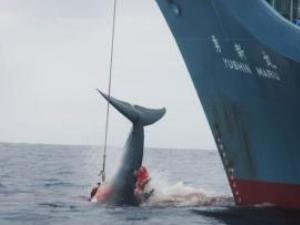 Thumb-Whaling