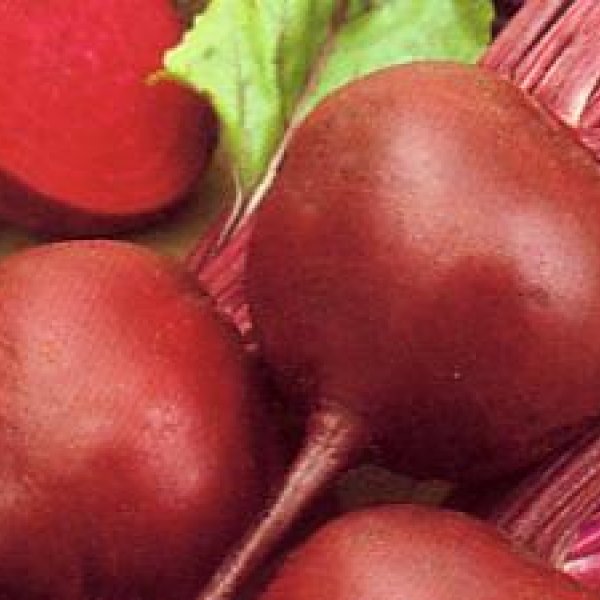 Daily dose of beet juice promotes brain health in older adults