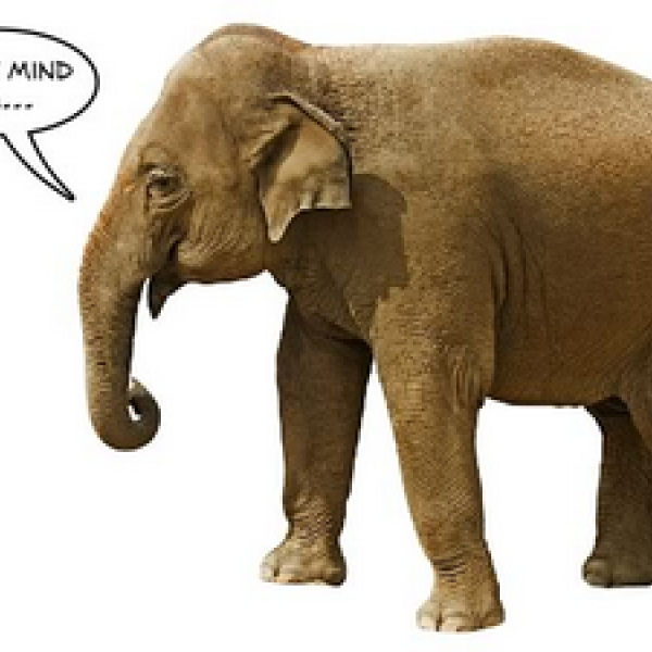 Reflections on the Elephant Mind