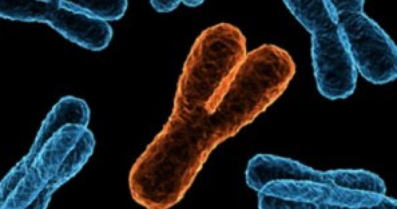 Genetic Maker of Men Is Diminished but Holding Its Ground; Researchers