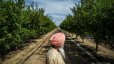 California Sikhs Farming