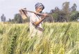 Punjabi Farmer stands in his field