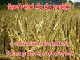 Vaisakhi1