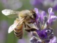 Bees