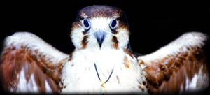 A hawk from Anandpur