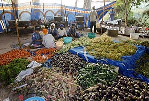 A veritable sea of vegetables that were brought from Amritsar for our camp langar.