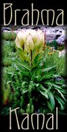 The Brahma Kamal Flower