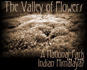Title:  The Valley of Flowers